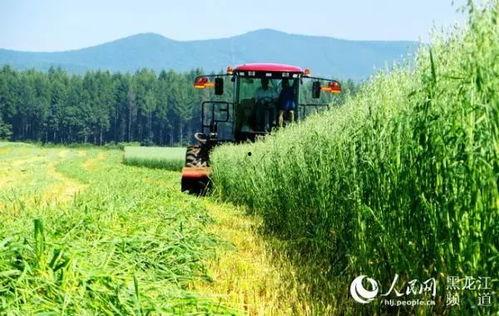 黑龙江农场爆料事件最新,揭露背后惊人真相